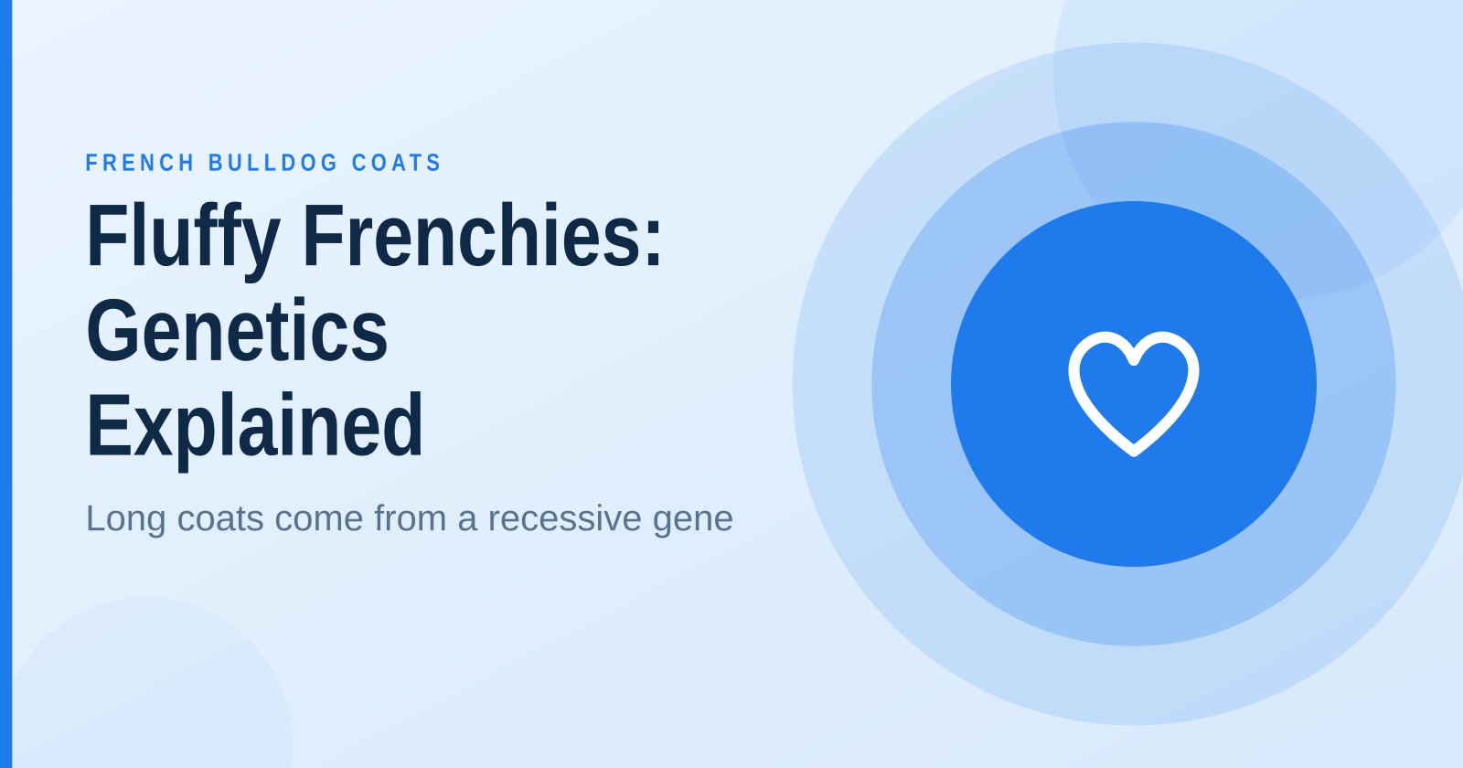 Fluffy French Bulldogs Explained: Origins and Genetics of the Long-Haired Frenchie